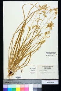 Poa cuspidata image