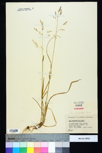 Poa cuspidata image