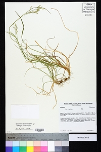 Poa cuspidata image