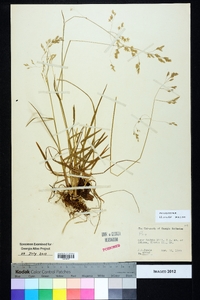 Poa cuspidata image