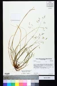 Poa cuspidata image