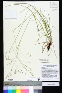 Poa cuspidata image