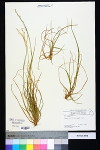 Poa cuspidata image