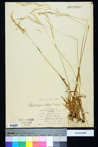 Poa cuspidata image