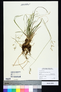 Poa sylvestris image