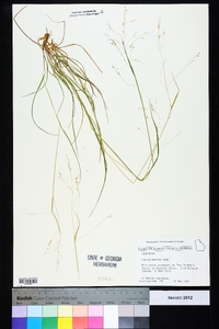 Poa sylvestris image