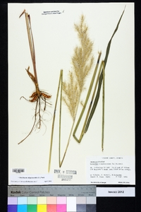 Saccharum alopecuroides image