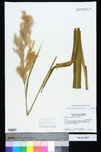 Saccharum alopecuroides image