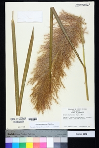 Saccharum giganteum image