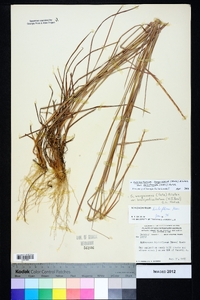 Schizachyrium sanguineum image