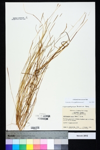 Schizachyrium tenerum image