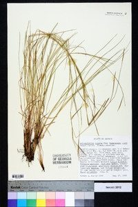 Schizachyrium tenerum image