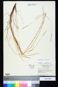 Schizachyrium tenerum image