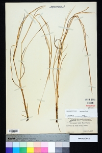 Schizachyrium tenerum image