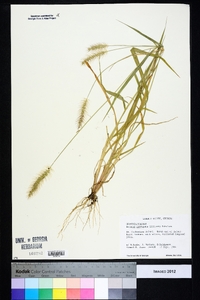 Setaria corrugata image