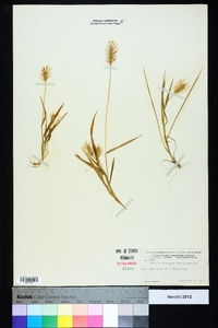 Setaria corrugata image