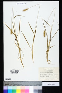 Setaria corrugata image