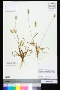 Setaria corrugata image