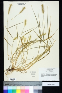 Setaria corrugata image