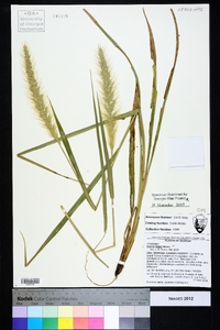 Setaria faberi image