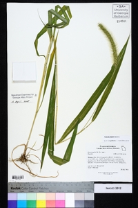 Setaria faberi image