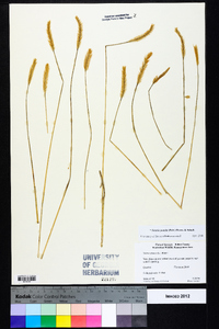 Setaria pumila image