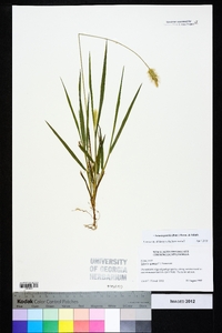 Setaria pumila image