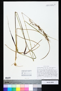 Sorghastrum elliottii image