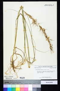 Sorghastrum elliottii image