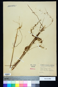 Sorghastrum elliottii image