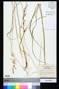 Sorghastrum elliottii image