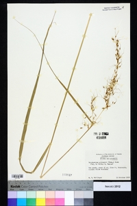 Sorghastrum elliottii image