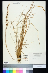 Sorghastrum elliottii image