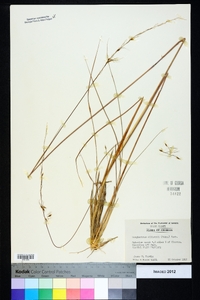 Sorghastrum elliottii image