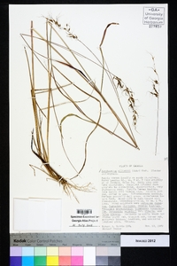 Sorghastrum elliottii image