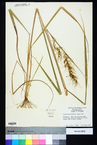 Sorghastrum elliottii image