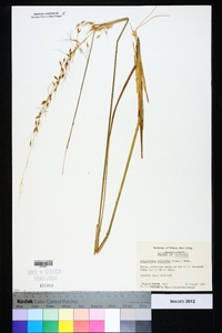 Sorghastrum elliottii image