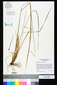 Sorghastrum secundum image