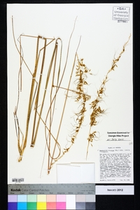 Sorghastrum secundum image