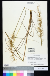 Sorghastrum secundum image