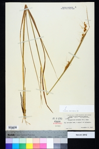 Sorghastrum secundum image