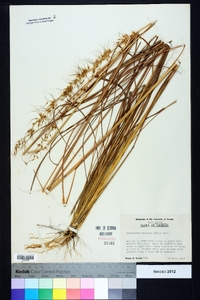 Sorghastrum secundum image