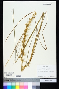 Sorghastrum secundum image