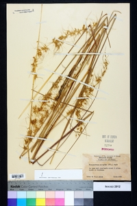 Sorghastrum secundum image