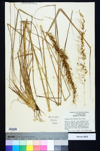 Sorghastrum secundum image