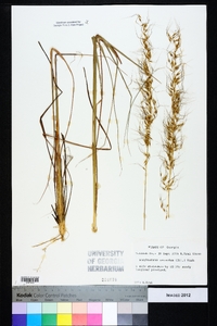 Sorghastrum secundum image