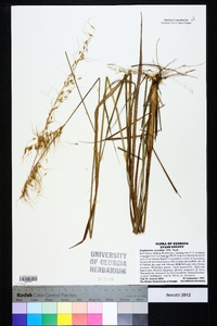 Sorghastrum secundum image