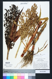 Sorghum bicolor image