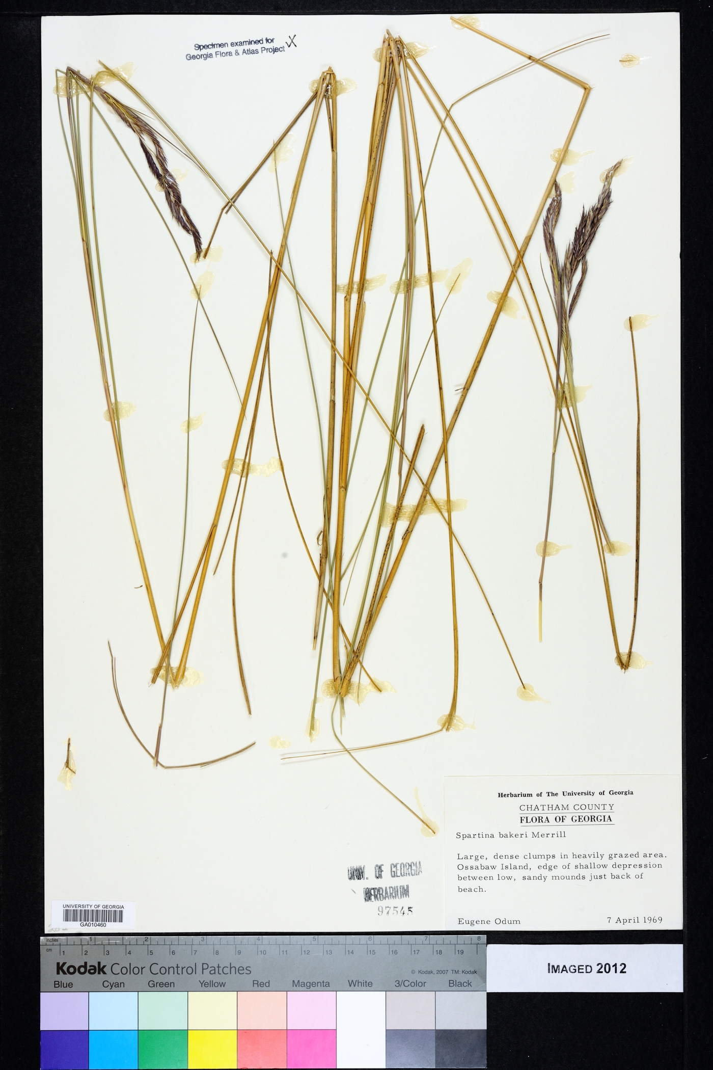 Spartina bakeri image