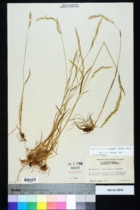 Sphenopholis intermedia image